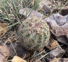 Echinomastus intertextus dasyacanthus