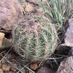 Echinomastus intertextus dasyacanthus