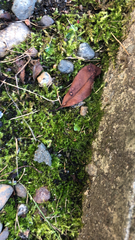 Bryopsida