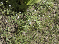 Pseudostellaria jamesiana