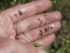 Pseudostellaria jamesiana