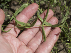 Pseudostellaria jamesiana