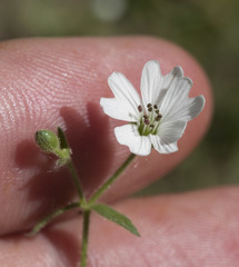 Pseudostellaria jamesiana