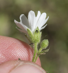 Pseudostellaria jamesiana