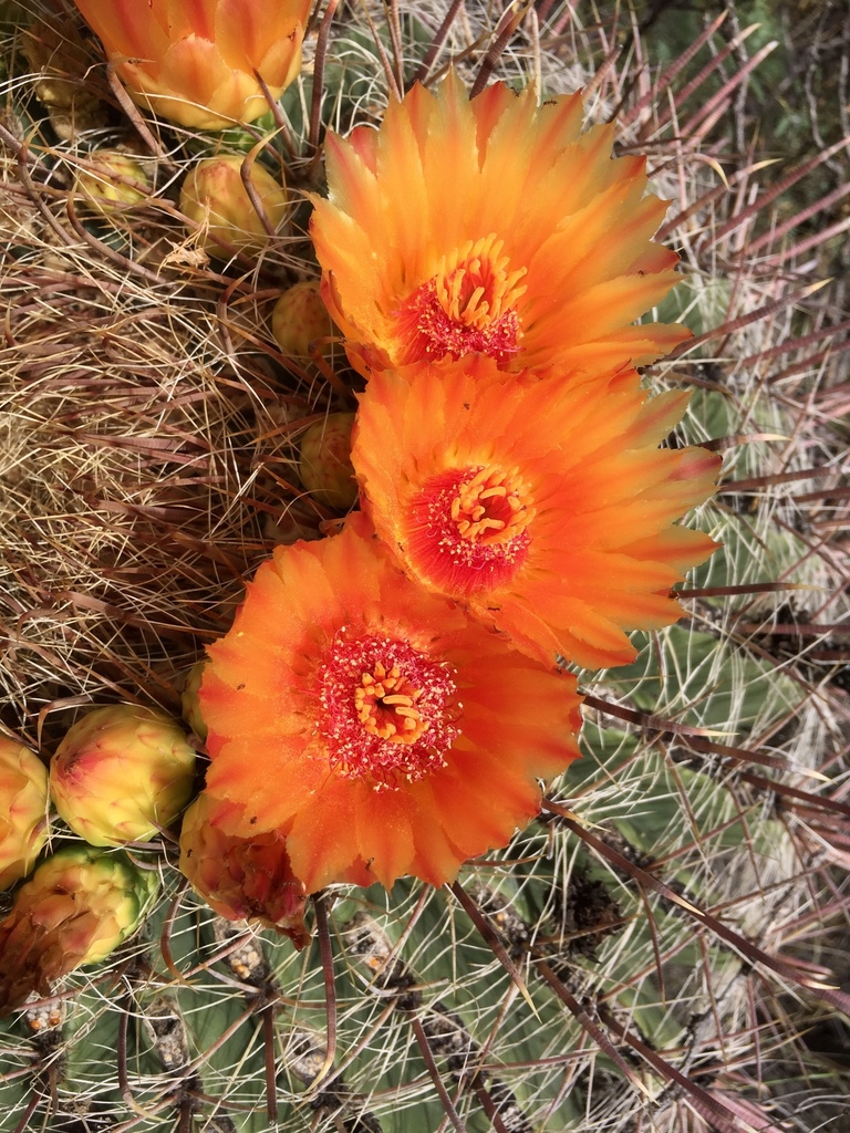 fishhook barrel cactus (Cactus of Metro Phoenix (April 2021