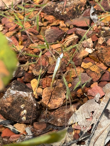 Tailed Forest Spider