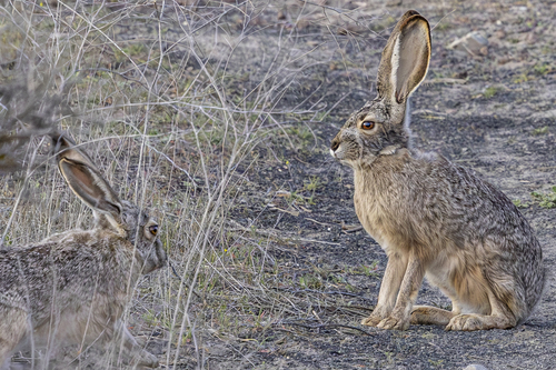Black-tailed Jackrabbit photographed in Washington