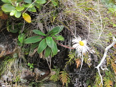 Celmisia verbascifolia