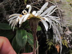 Celmisia verbascifolia