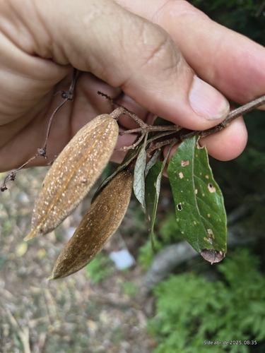 Trigonia nivea (Trigonia nivea)
