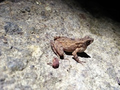 Leptophryne borbonica