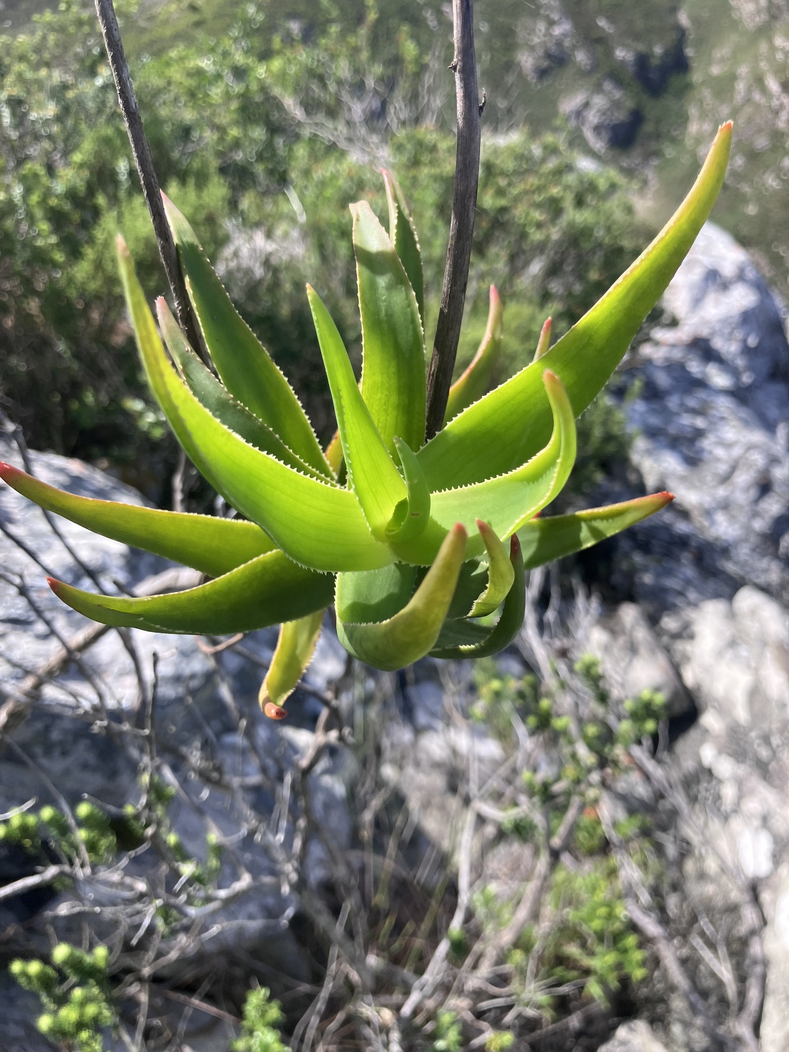 Rocket Aloe (Aloiampelos gracilis)