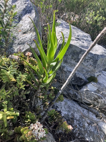 Aloiampelos gracilis, photograph 2