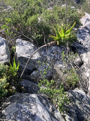 Aloiampelos gracilis, photograph 3