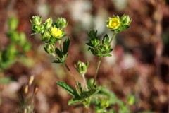 Potentilla gracilis fastigiata