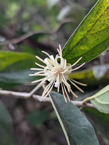 Alangium salviifolium