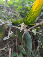 Alangium salviifolium, photograph Ravuri Krishna Chaitanya, CC BY, iNaturalist via GBIF