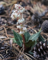Pyrola picta