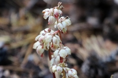 Pyrola picta