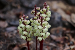 Pyrola picta