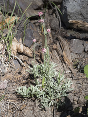 Antennaria rosea ssp. rosea