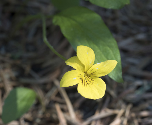 Viola praemorsa var. linguifolia