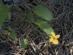 Viola praemorsa linguifolia