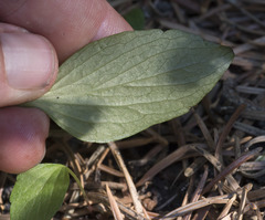 Viola praemorsa linguifolia