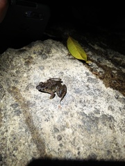 Limnonectes macrodon