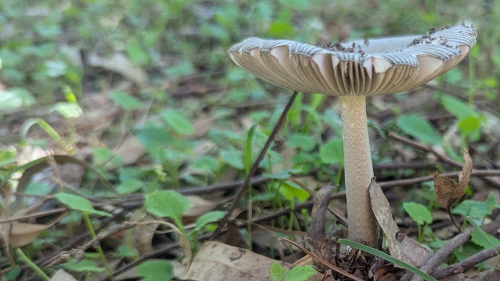 Amanita cheelii · April 2025 · photo: © ainsley_isme (iNaturalist, cc-by-nc)