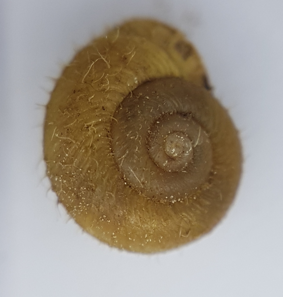 Ponentina platylasia