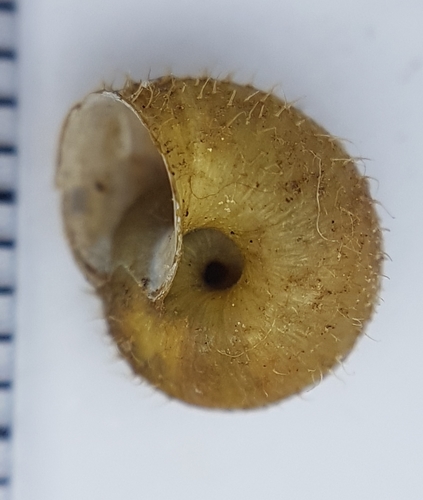 Ponentina platylasia