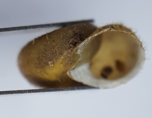 Ponentina platylasia