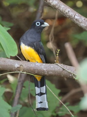 Black-Headed Trogon photo 2