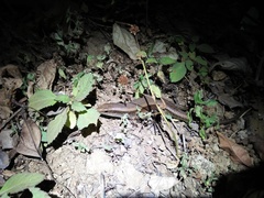 Eutropis multifasciata