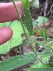 Dichanthelium lanuginosum