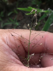 Dichanthelium lanuginosum