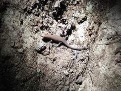 Eutropis multifasciata