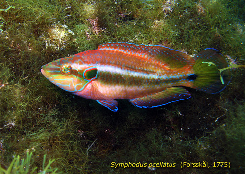 Ocellated Wrasse, Messina, Sicily, IT, photo 9 of 10