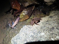 Leptophryne borbonica