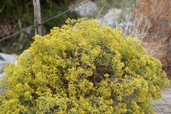 Chrysothamnus viscidiflorus viscidiflorus