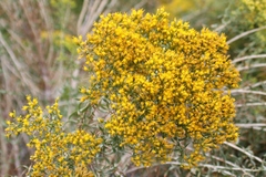Chrysothamnus viscidiflorus viscidiflorus