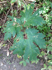 Phytomyza spondylii group