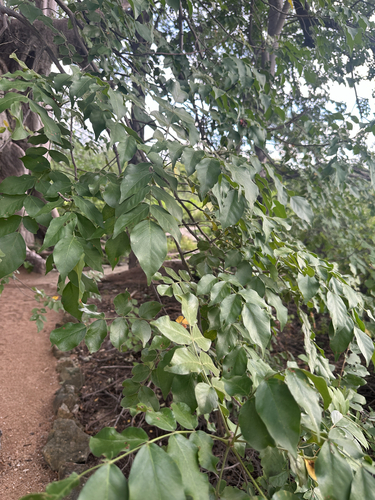 false-marula (Lannea schweinfurthii)