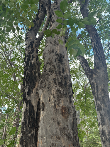 Lannea schweinfurthii, photograph 5