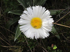 Celmisia semicordata