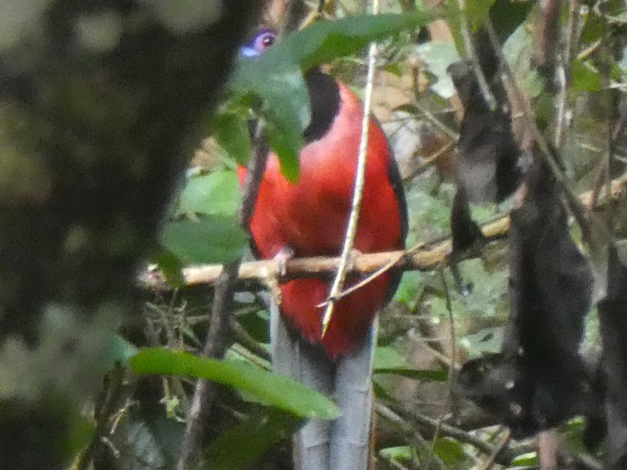 Diard's Trogon illustration