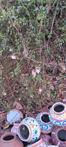 indian caper