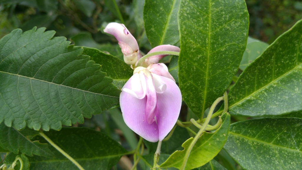Canavalia septentrionalis