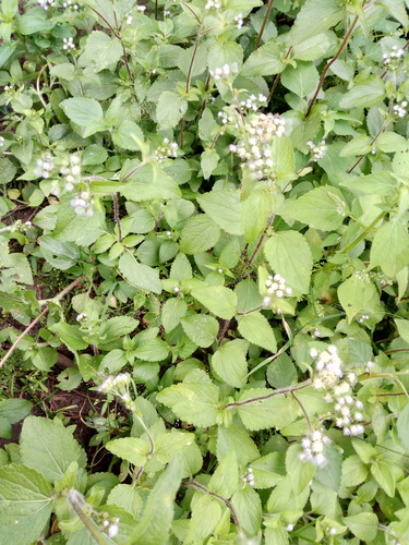 Ageratum conyzoides image